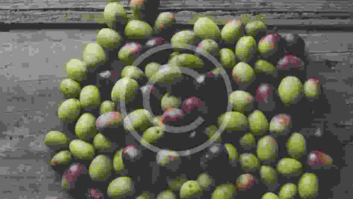 10 Secrets of Olive Oil